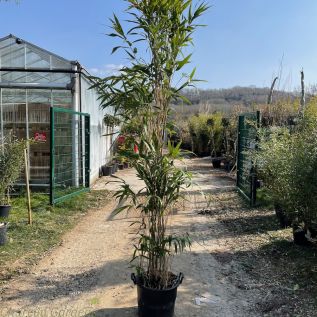 Fast Growing Large. Bamboo Plants Pseudosasa Japonica 35 Litre