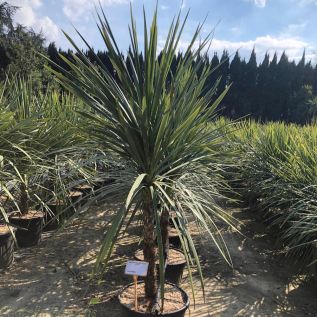 Extra Large Cordyline 70 Litre Pot by Charellagardens.