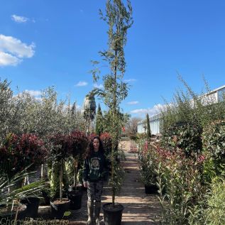 Mimosa Acacia Armata Large Plants 375/400cm. 30 Litre