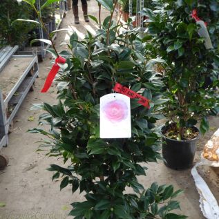 Large 10 litre pink flowering Camellia bushy 1 metre tall plants 