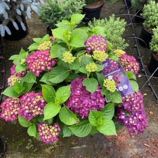 Hydrangea Forever and Ever Purple : 2 Size Options