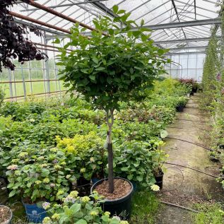 Hydrangea Paniculta Limelight - Large plants 7.5L pots.