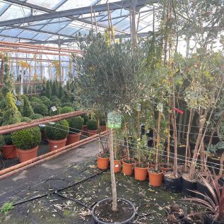 Standard Olive Tree 140/160cm compact trimmed crown.