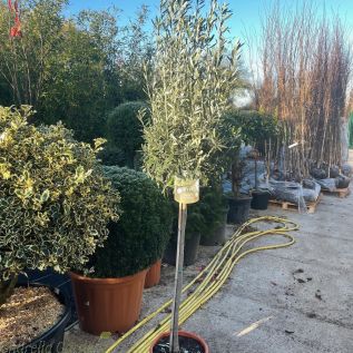 Olive Tree 160/180cm unclipped crown. 