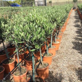 Medium Olive Trees 90cm tall excluding pot. Delivery by Charellagardens