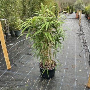 Large Bamboo Plants Pseudosasa Japonica. 150-175cm Tall.