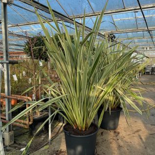 Extra Large Phormium Plants by Charellagardens.