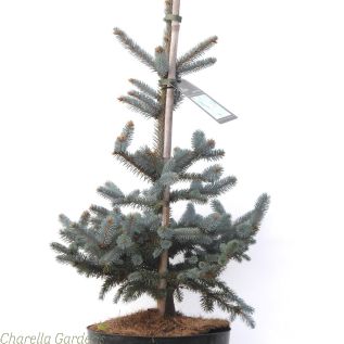 Blue Spruce Tree. Picea Pungens Erich Frahm Established plants in 7.5 litre pots. 