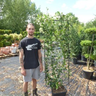 Pleached Trachelospermum Jasmine 150cm x 50cm. 25 Litre