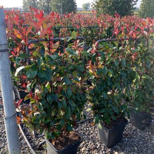 Pleached Photinia Red Robin Frame Trained 90 x 50cm