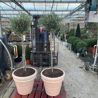 Ready potted Olive Trees, Tuscan Terracotta Planters. 