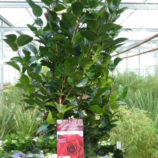Red Flowering Camellia Japonica Plants. Delivery by Charellagardens