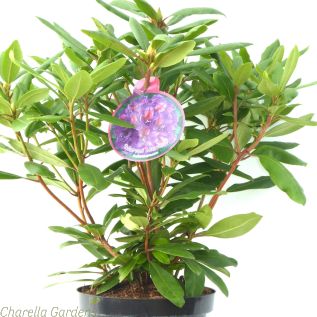Rhododendron Marcel Menard Established Plants 50-60cm 7.5 Litre pot. 