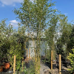 Large Bamboo Plants, Bamboo Phyllostachys Spectabilis 30 Litre.