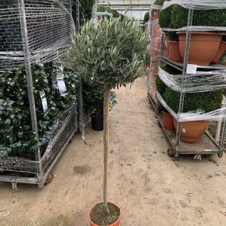 Outdoor Fruit Tree Olea Europeana Pot Ø 22cm Height 90-100cm Olive Tree
