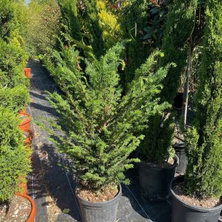 Taxus Baccata Rootball Hedging 80/100cm.