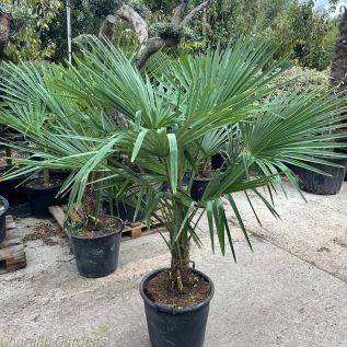 Winter Hardy Palm Tree - Trachycarpus Fortunei 40/50cm Trunk
