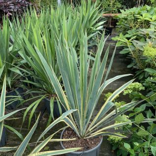 Hardy Outdoor Yucca Plant. Yucca Filamentosa Bright Edge 10 Litre.