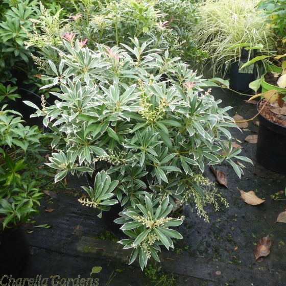 Pieris Japonica Flaming Silver 10 Litre. By Charellagardens