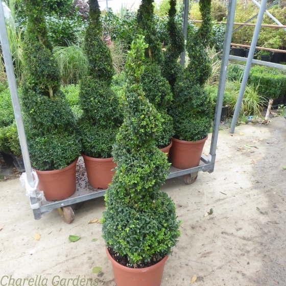 Buxus Spiral Plants Large 125cm Tall. 12 Litre Pot