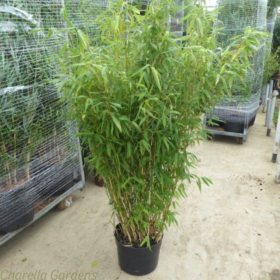 Bamboo Fargesia Murielae 'Super Jumbo' 12 Litre 