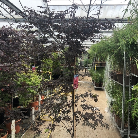 Large Acer Palmatum Red Emperor By Charellagardens