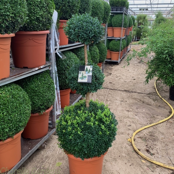 Topiary Buxus Plant Tri Ball Extra Chunky 110cm. 20 Litre