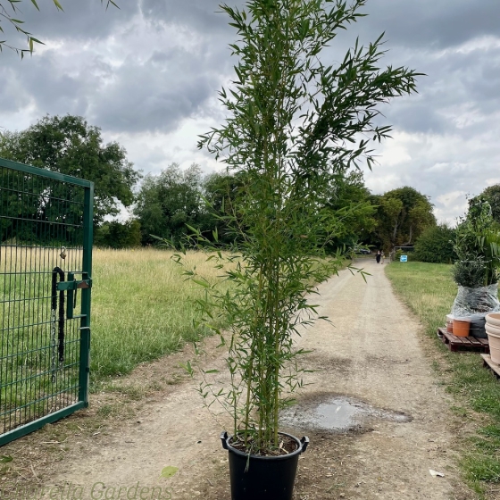 XXL Bamboo Plant Phyllostachys Aurea 300/400cm