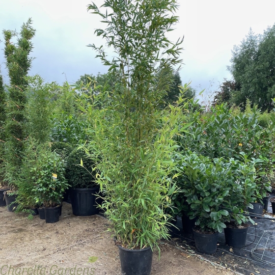 Large Bamboo Phyllosatchys Aurea with delivered heights of approximately 3 metres. 