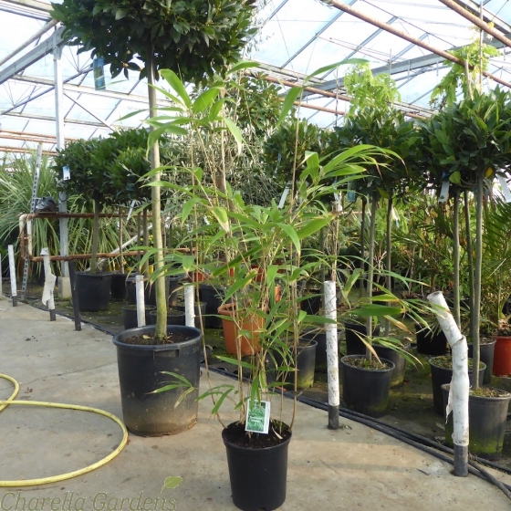 Bamboo Plants. Bamboo Pseudosasa Japonica 7 Litre by Charellagardens