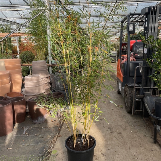 Freshly Potted Bamboo Fargesia Robusta Campbell. 