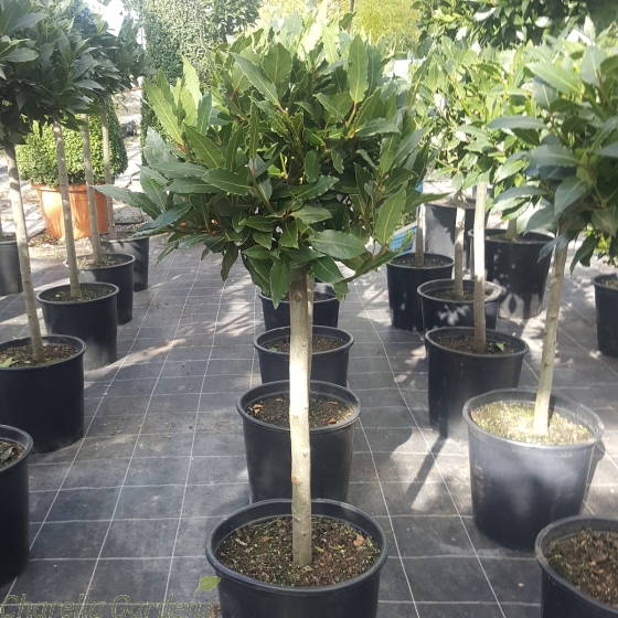 1/4 Standard Bay Trees for sale 95-100cm tall. Delivery by Charellagardens