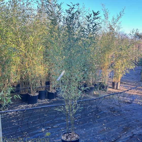 Black Bamboo Plants Phyllostachys Nigra 150cm+. 12 Litre