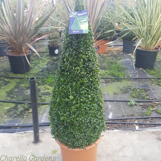 Large Buxus Pyramids 110-115cm including pot. Delivery by Charellagardens