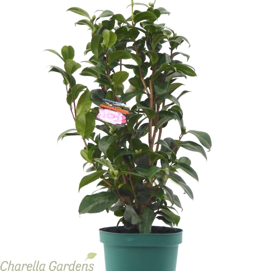 Cordyline Australis Red Star - Established Plants in a 7 litre pot.
