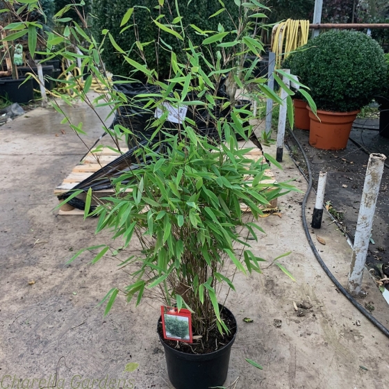 Bamboo Fargesia Nitida Great Wall 5 Litre by Charellagardens.