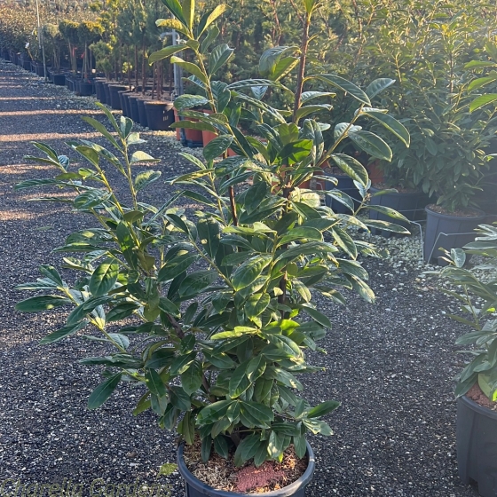 Prunus Novita Laurel Hedging  100-120cm. 18 Litre