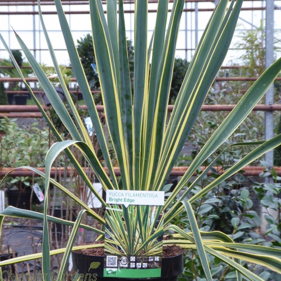 Hardy Outdoor Yucca Plant. Yucca Filamentosa Bright Edge 4 Litre.