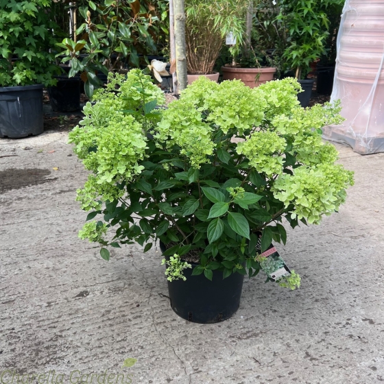 Hydrangea Paniculata Little Lime XL 