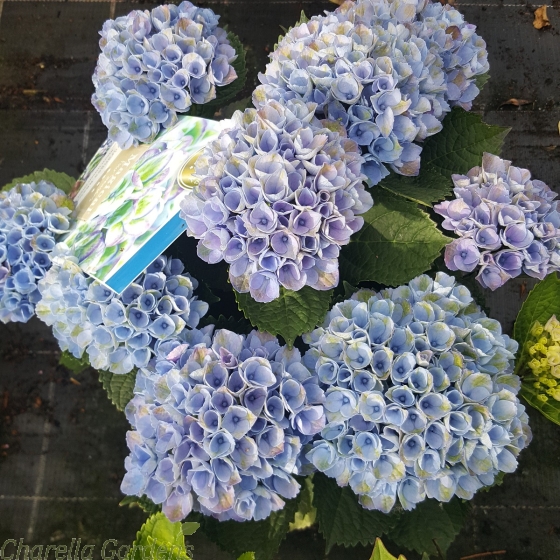 Magical Hydrangea Plants Hydrangea Magical Revolution Blue 5 Litre 