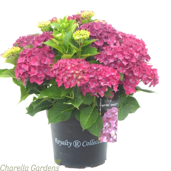Hydrangea Hot Red Violet by Charellagardens - July