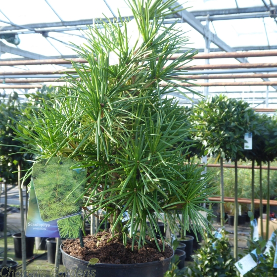 Japanese Umbrella Pine. Sciadopitys Verticallata 5 Litre