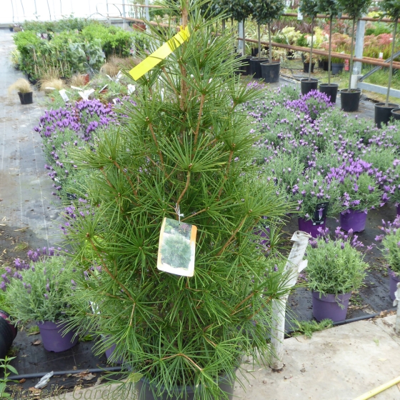 Large Japanese Umbrella Pine. Sciadopitys Verticallata 15 Litre