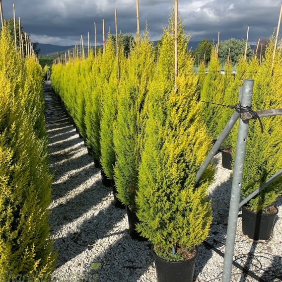 Large Cupressus Macrocarpa Goldcrest 18 Litre by Charellagardens.