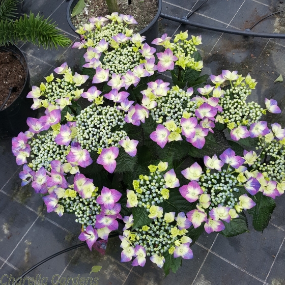 Hydrangea Kardinal Violet - Large plants in 7.5 litre pots