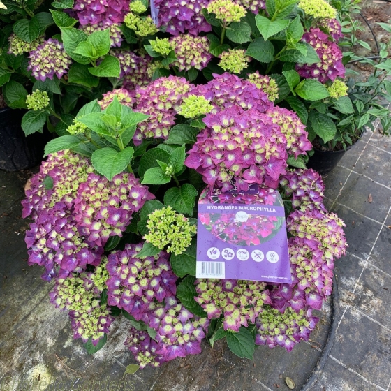 Hydrangea Forever and Ever Purple Extra Large. 