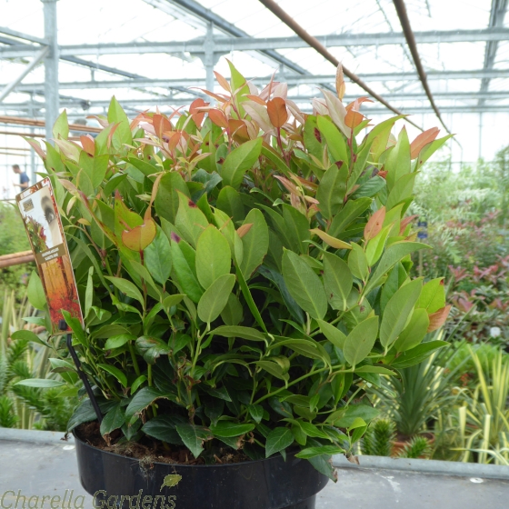 Leucothoe Royal Ruby 5 Litre by Charellagardens