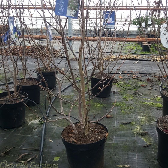 Magnolia Betty. Large Plants 7.5 Litre Pot. January 2017