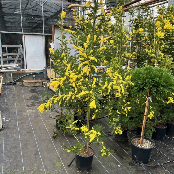 Mimosa Tree Acacia Dealbata 175/200cm. 10 Litre