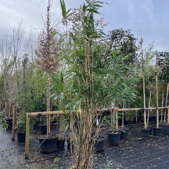 Large 35 Litre Bamboo Pseudosasa Japonica Plants. Big Plants. 175cm